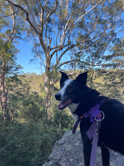 About Us + Contact Us | Ruff Trails Sydney