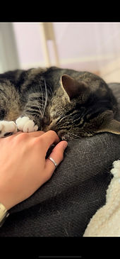 cat touch