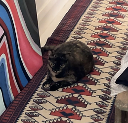 nervous cat