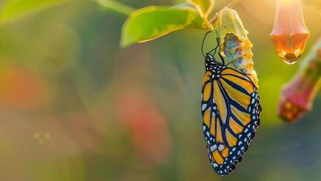 Butterfly emerging during transformation, symbolizing coping with life transitions and personal growth