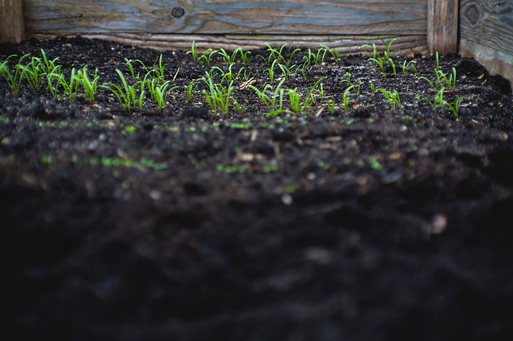 SEED_SOIL_markus-spiske-71uUjIt3cIs-unsp