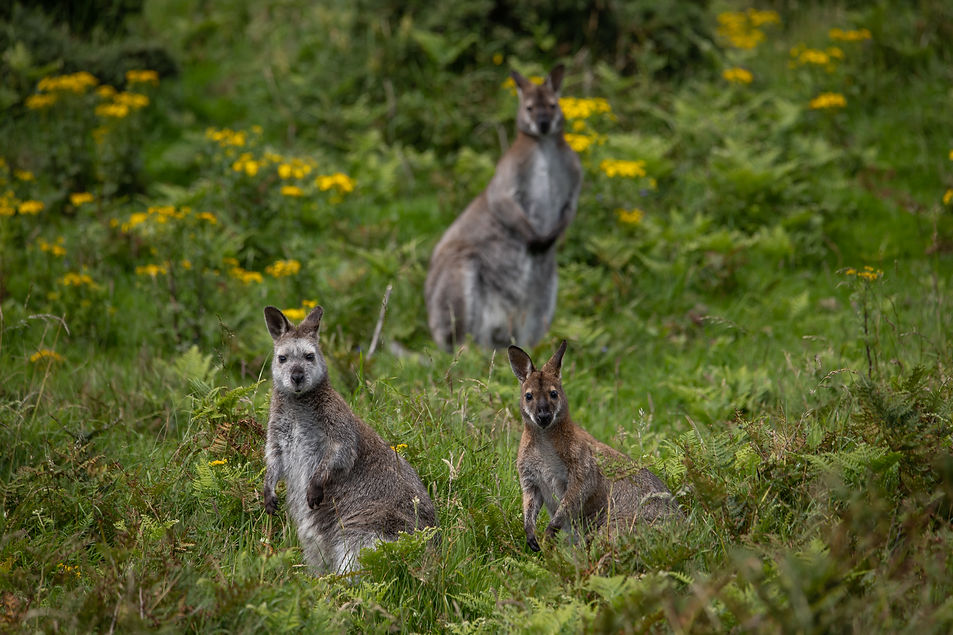 Wallabies TB 2020.jpg