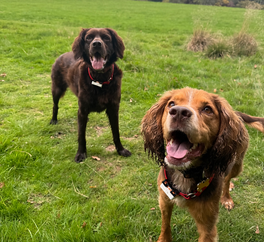 Pet services Uckfield