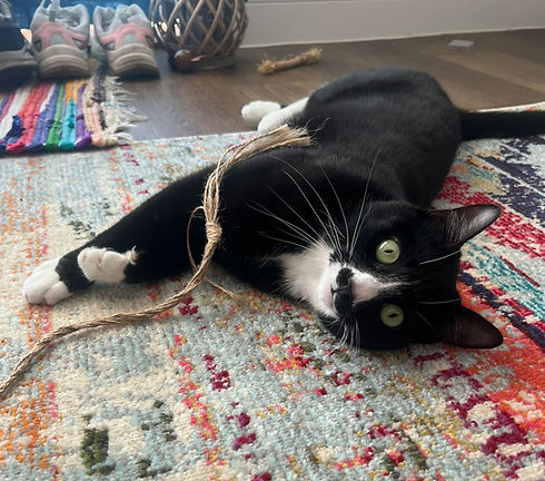Cat sitting