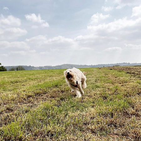 Dog walker Uckfield