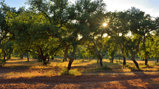 Lisbon & Alentejo