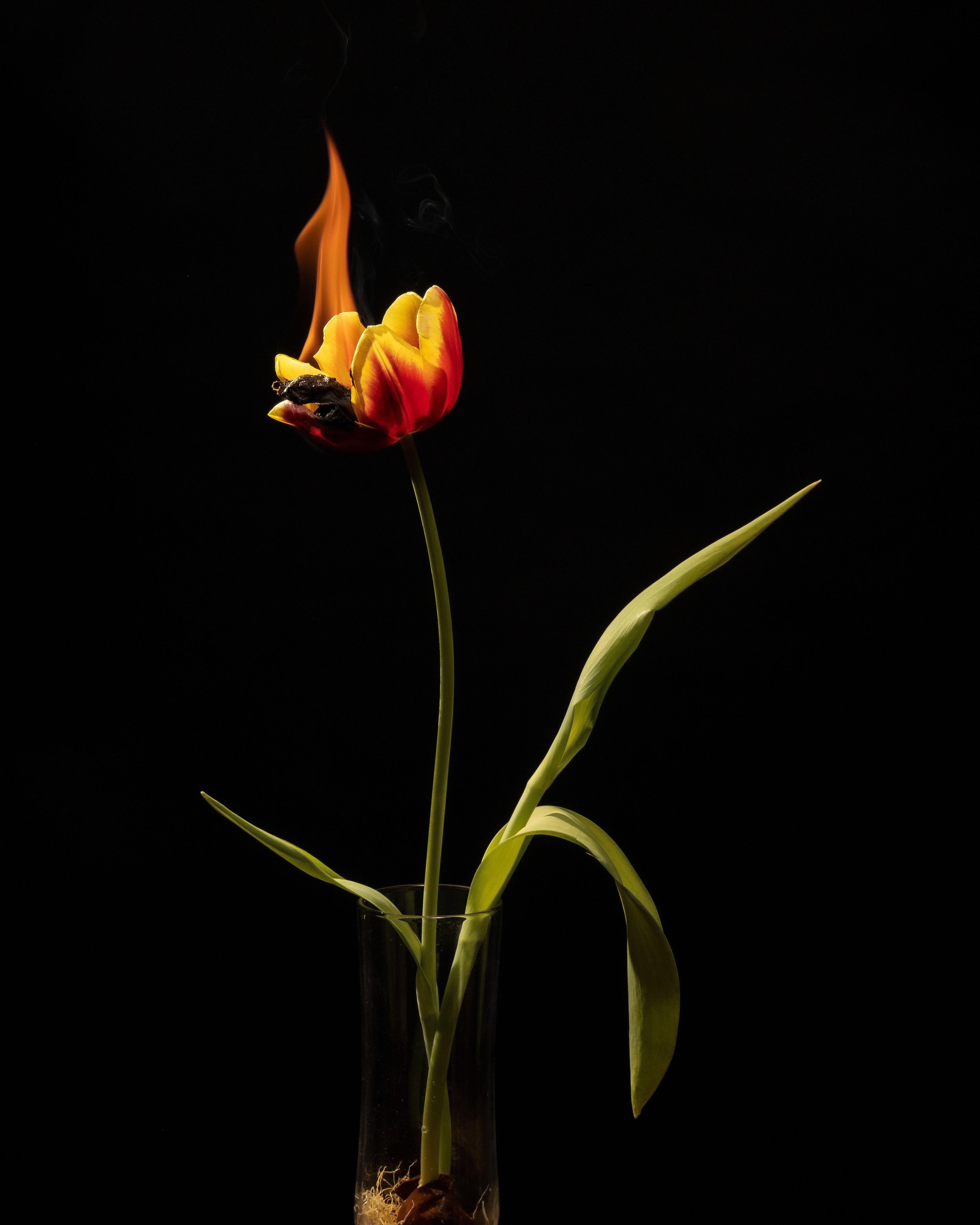 Burning Flower