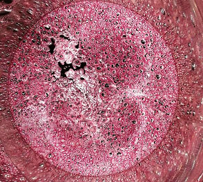 Fermentation Perlé de Myrtille