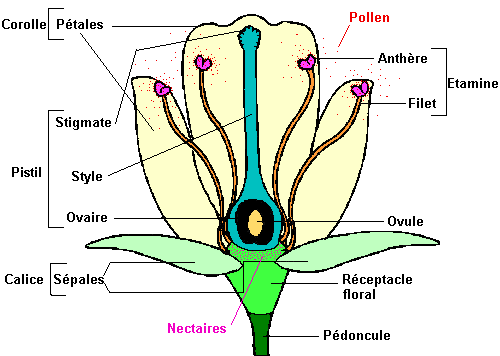 schéma d'un fleur