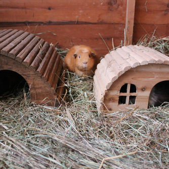 It's the cute ones you have to look out for