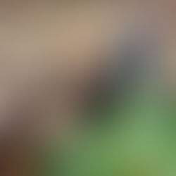 The salad bar is open