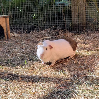 Meet the Tribe - Remi