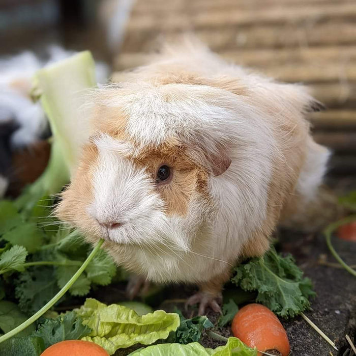 Meet the Tribe: Roni