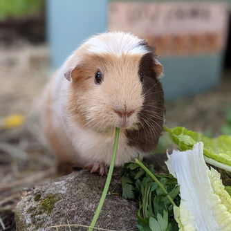 Decisions, decisions