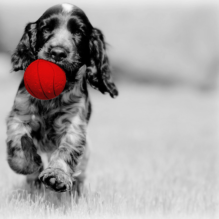 Jonge honden event