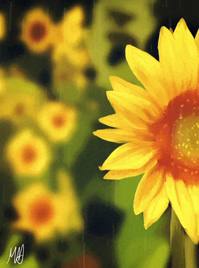 sunflower-rain.gif