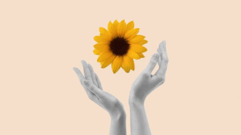 sunflower hands.gif