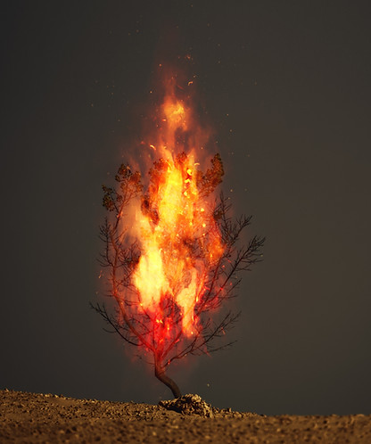 Burning Bush