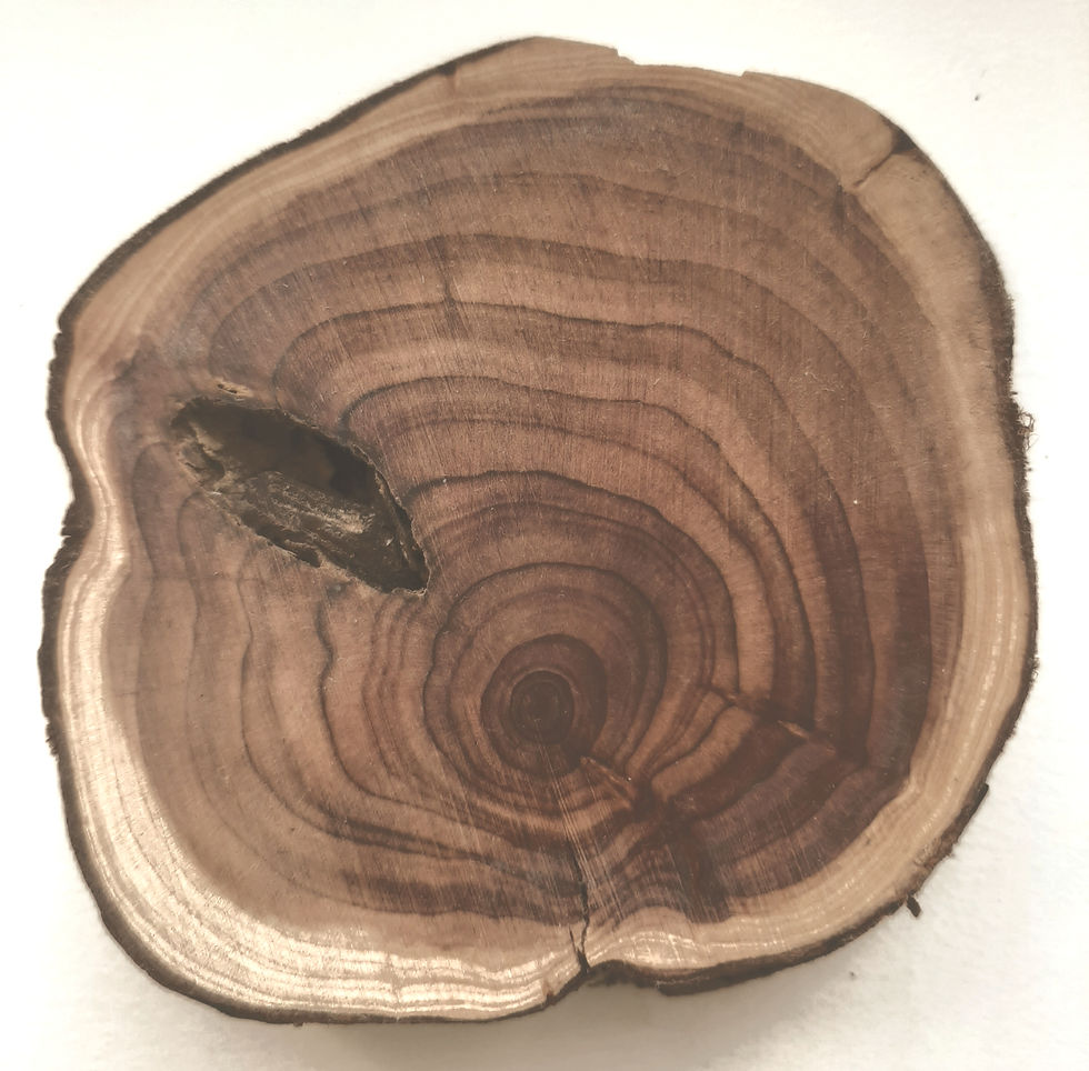 Tranche de genévrier aux cernes naturels, objet d'inspiration à l'origine de la nouvelle identité graphique de l'Atelier Joëlle Personnaz architecte.