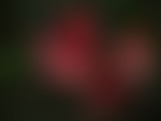 蓼科高原日記/蓼科高原の6月の花といえば