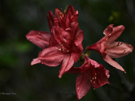 蓼科高原日記/蓼科高原の6月の花といえば