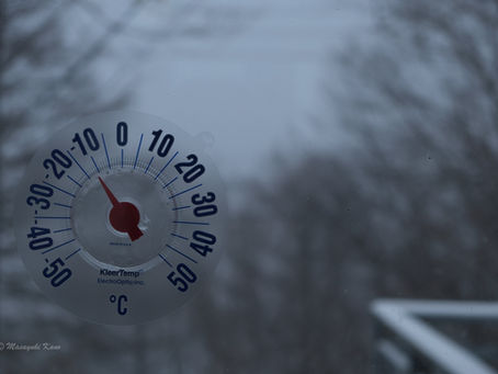 雪が降りました。