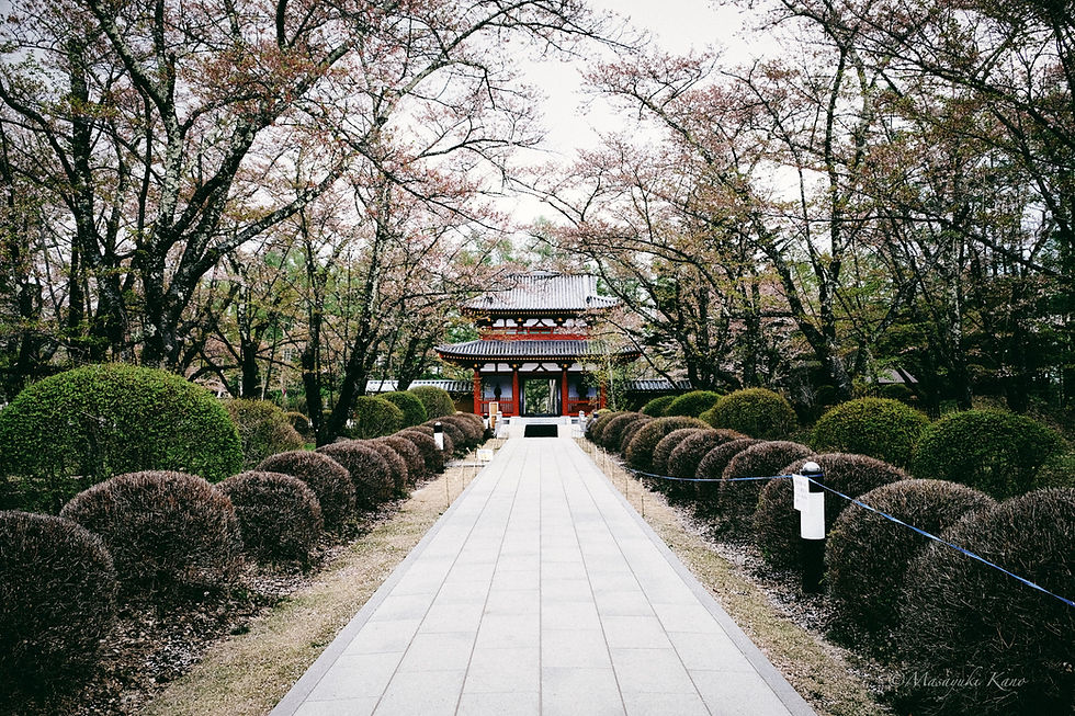 蓼科高原の桜はホンシュウで最も遅く咲く桜です