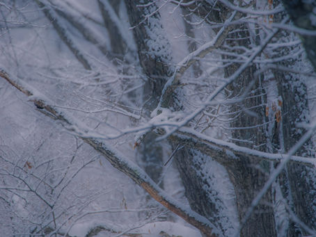 蓼科高原日記 2019/01/08