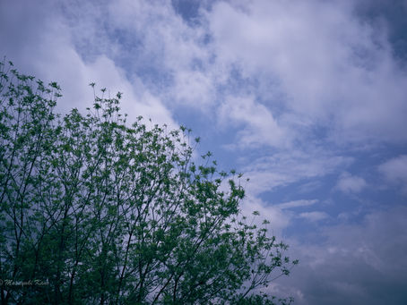 蓼科高原日記/雨の少ない梅雨かな蓼科