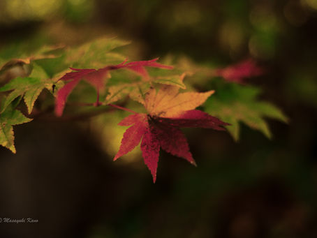 紅葉は寂しかりけり