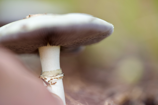 Agaricus species in Waterberg with my finger pointing to the Culm collar of the Fungus