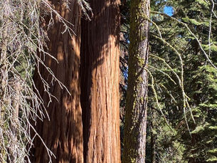 Sequoia Forest- Land of the Giants!!