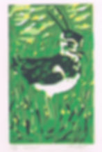 Kievit