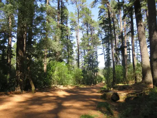 Newlands Forest - a crime “hot spot”