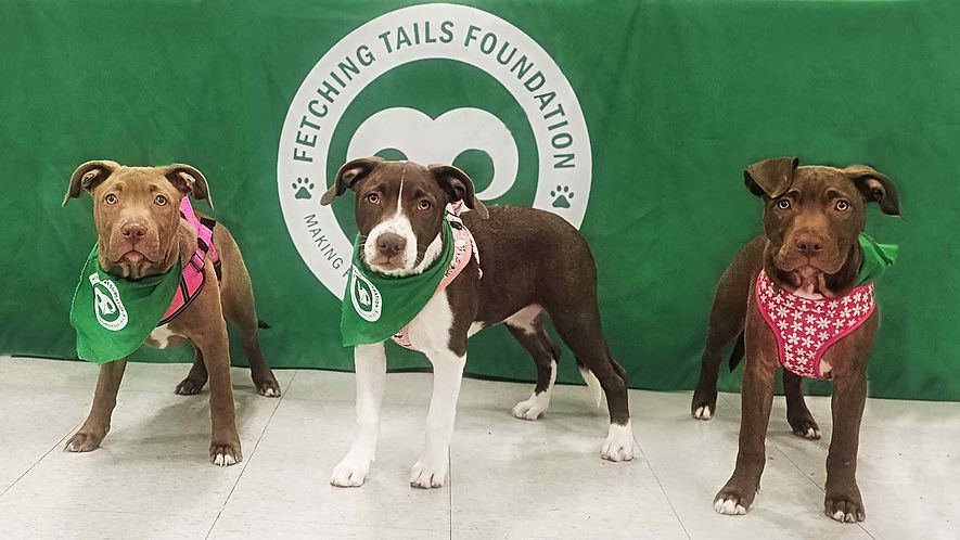 Pittie Trio_edited.jpg