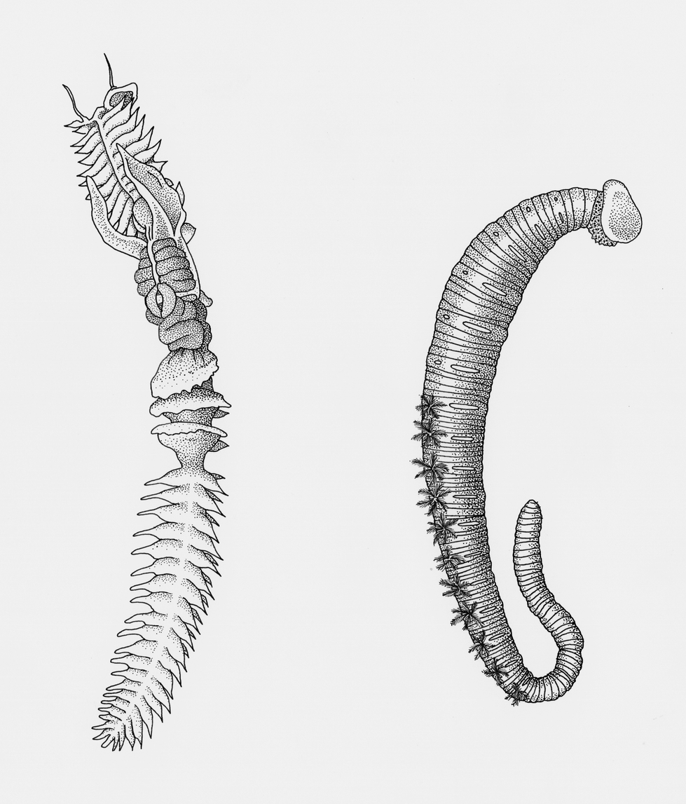 Polychaeta Worms