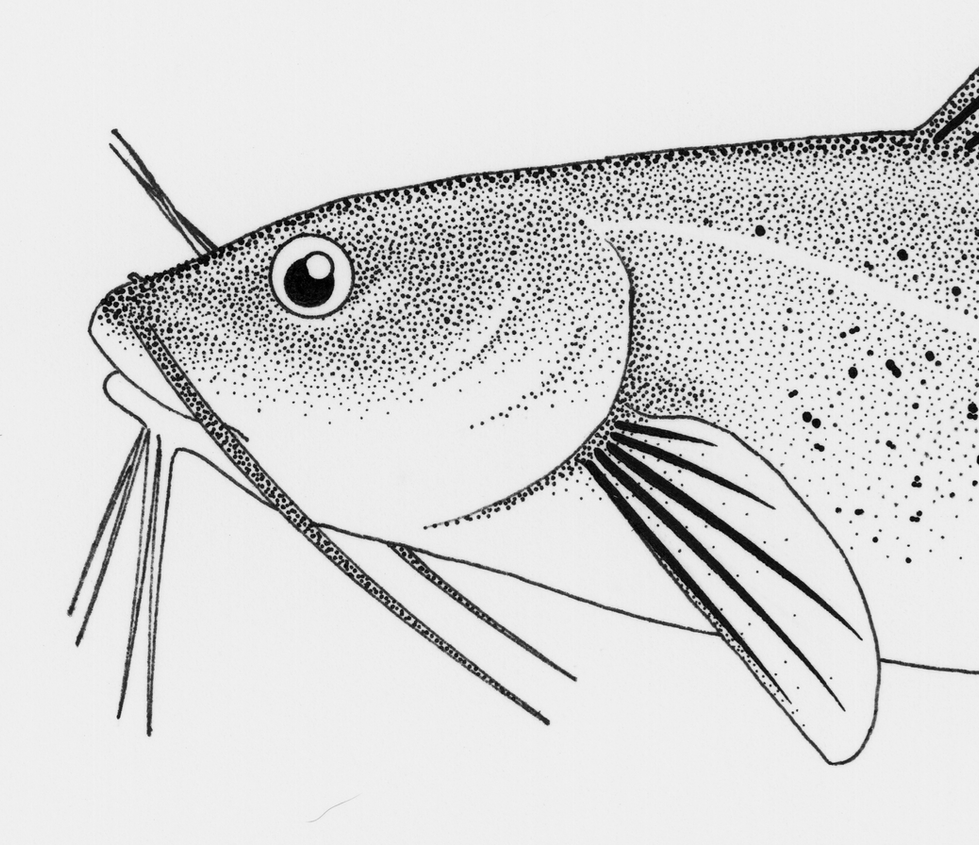 Ictalurus_punctatus.Detail Head.1200dpi.png