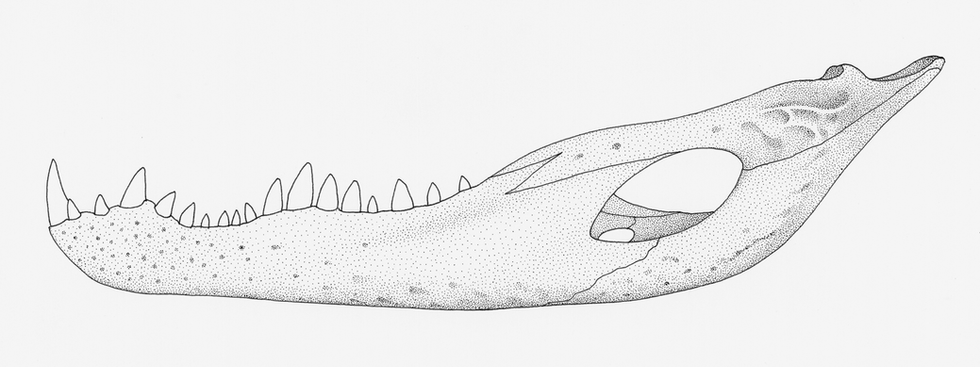 Alligator Jaw Labial