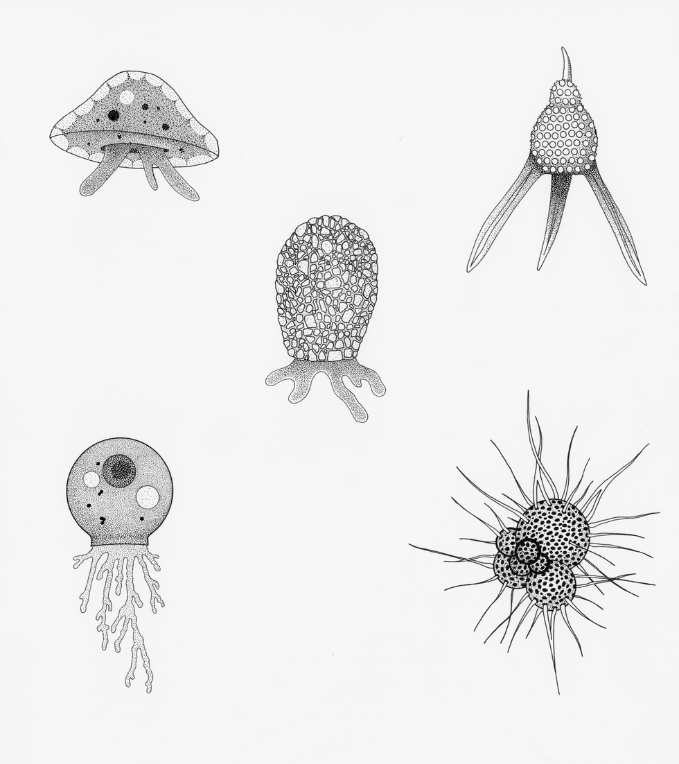 Ameoba Diversity
