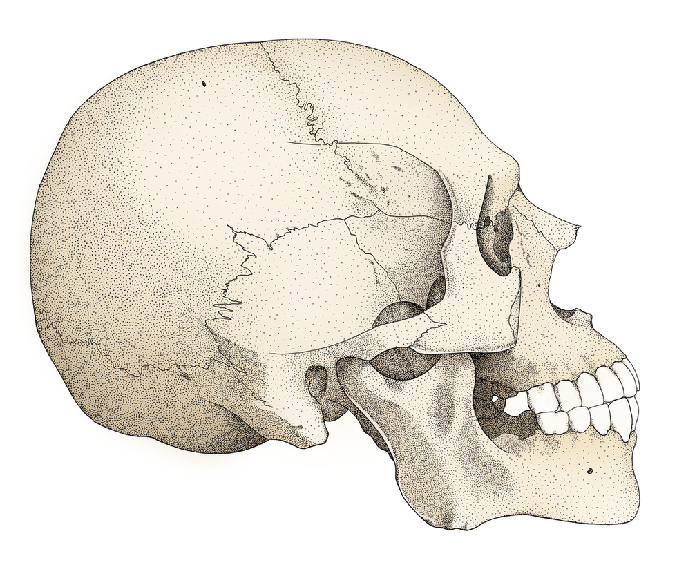 Homo sapiens skull, lateral view