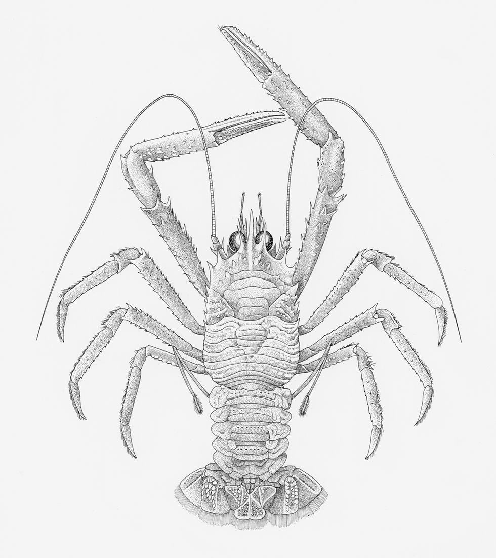 Munida.300dpi.png