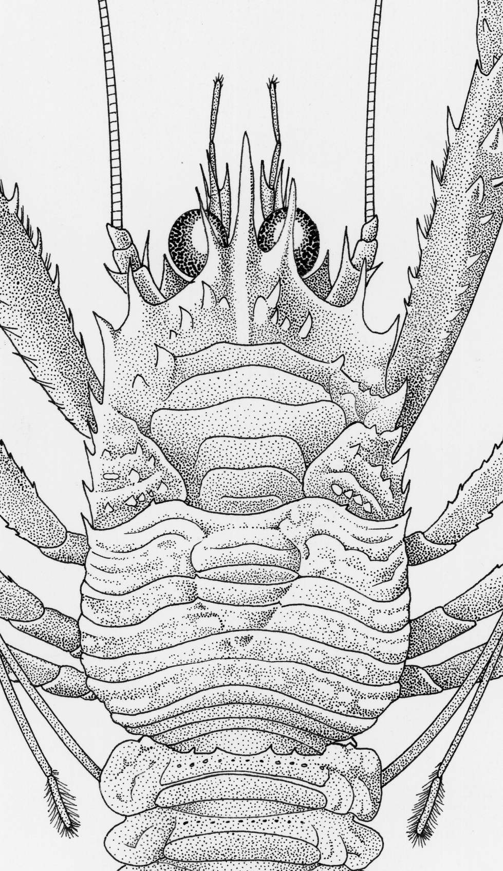 Munida_propinqua.Detail Head.1200dpi