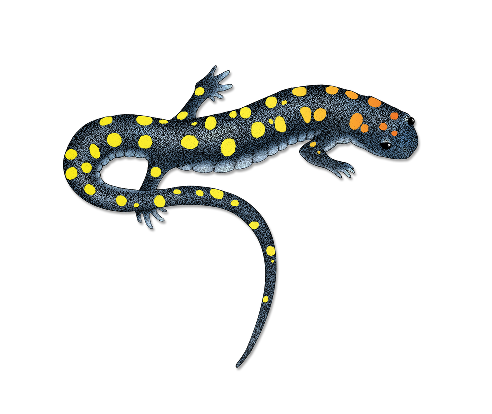 Ambystoma maculata, spotted salamander. Lateral view.