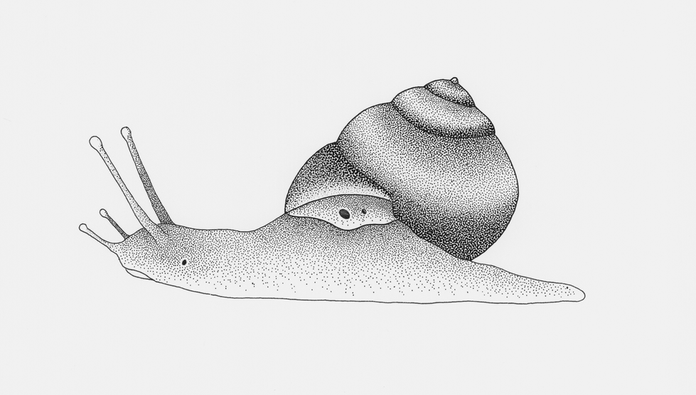 Snail External Anatomy