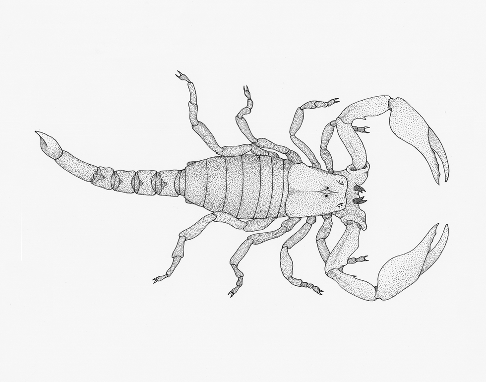 Scorpion External Anatomy