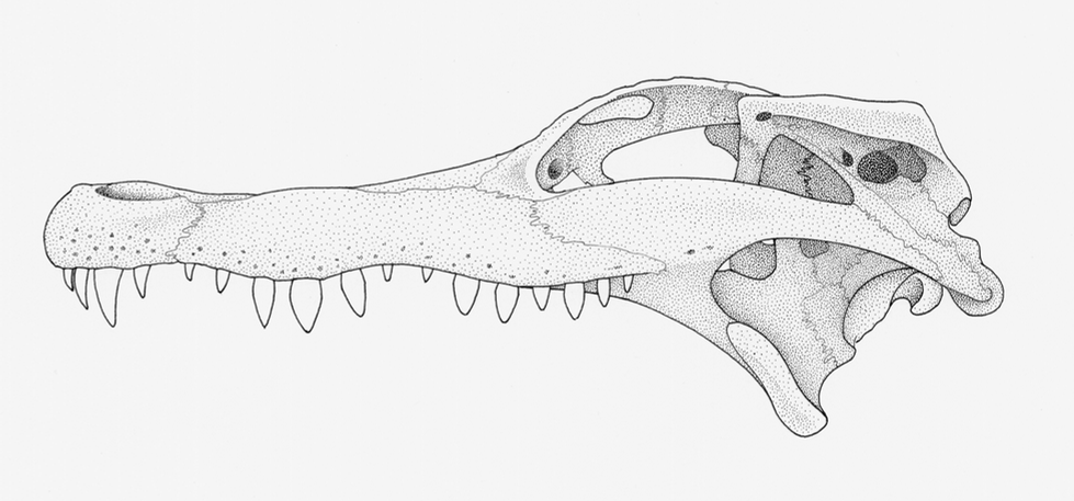 Alligator Skull Lateral