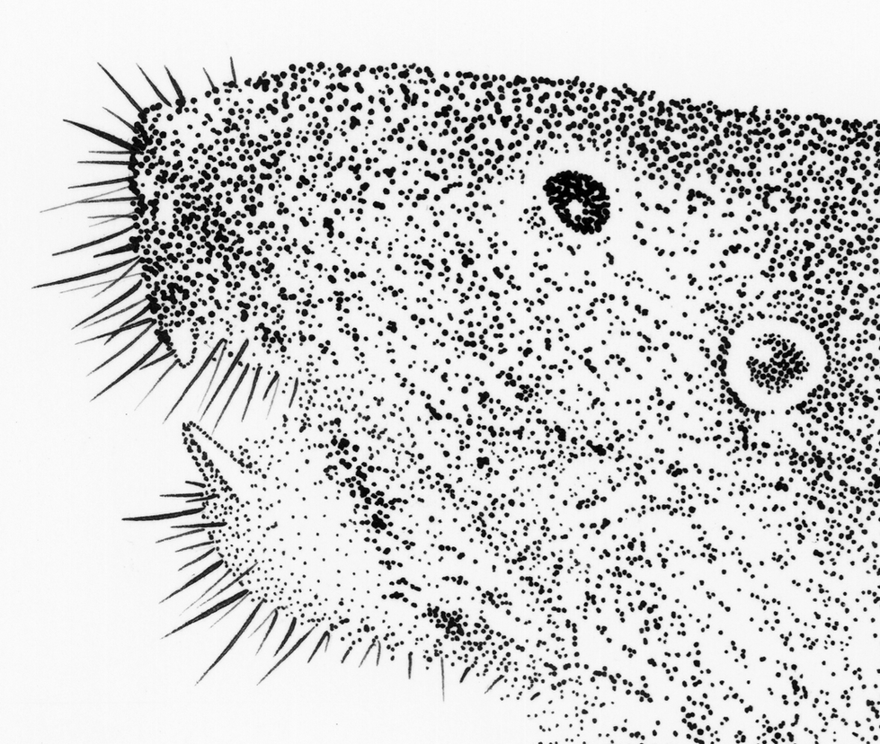 Geomys breviceps.Detail Head.1200dpi.png