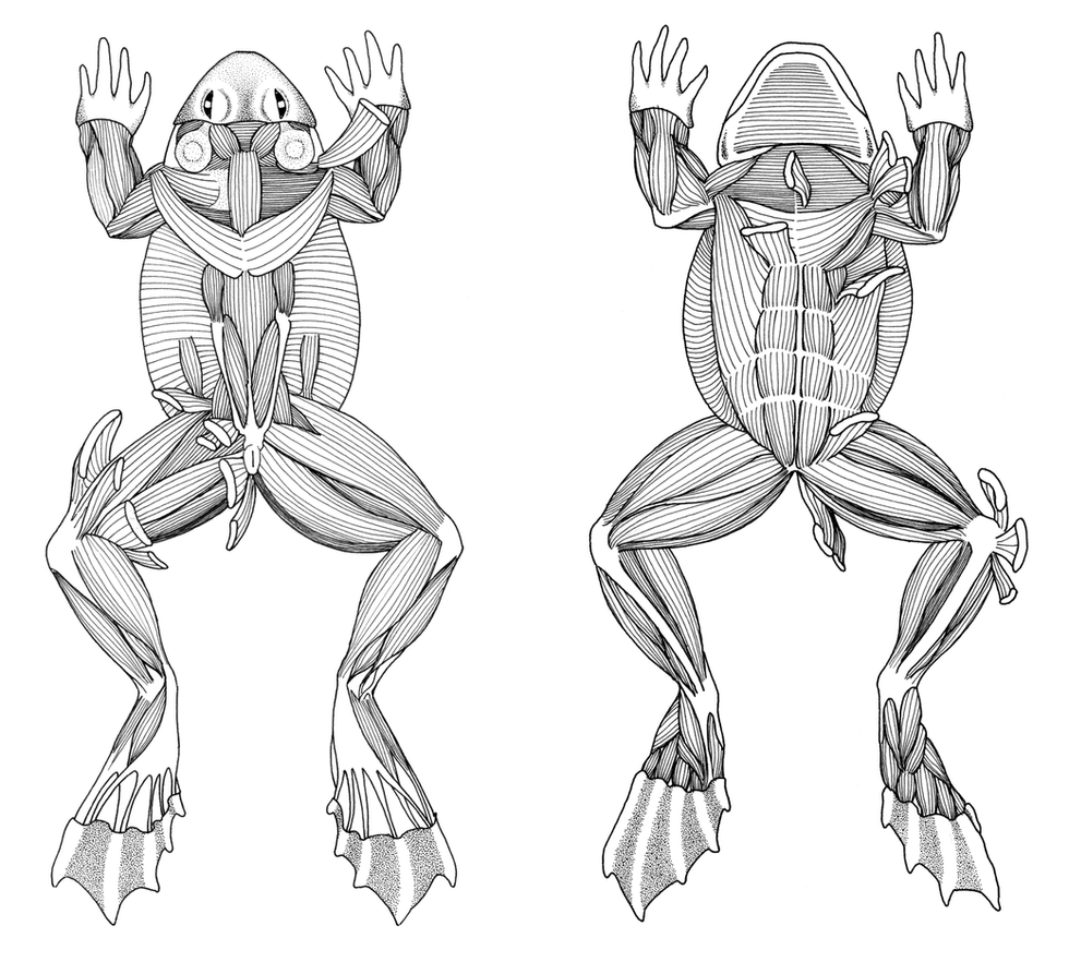 Frog Musculature