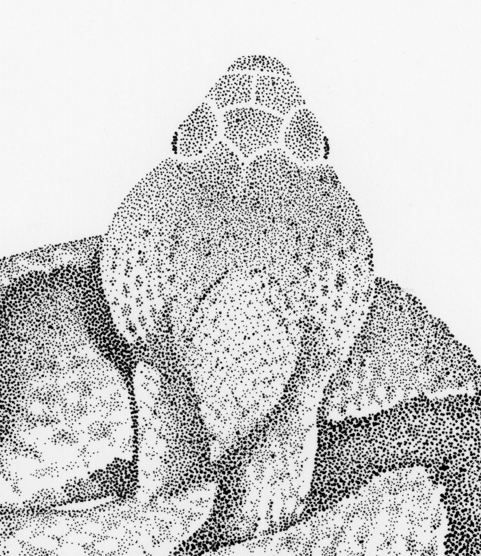Agkistrodon_contortrix.Detail Head.1200dpi.png