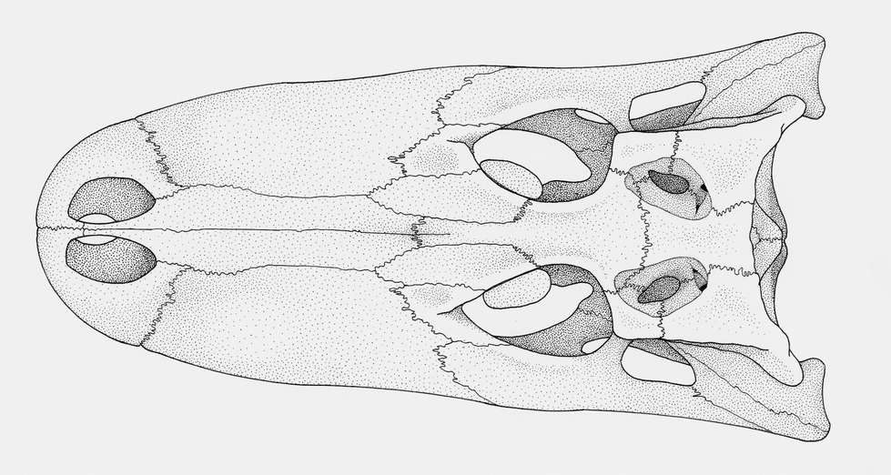 Alligator Skull Dorsal